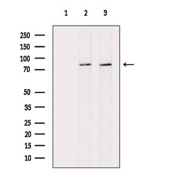 Invitrogen Phospho-RSK2 (Ser227) Polyclonal Antibody 100 &mu;L; Unconjugated:Antibodies,