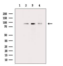 Invitrogen Phospho-RSK2 (Ser227) Polyclonal Antibody 100 &mu;L; Unconjugated:Antibodies,