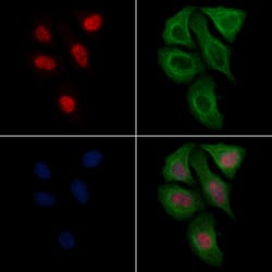 Invitrogen Phospho-SF3B1 (Thr313) Polyclonal Antibody 100 &mu;L; Unconjugated:Antibodies,