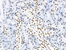 Invitrogen Phospho-SF3B1 (Thr313) Polyclonal Antibody 100 &mu;L; Unconjugated:Antibodies,