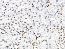Invitrogen Phospho-SF3B1 (Thr313) Polyclonal Antibody 100 &mu;L; Unconjugated:Antibodies,