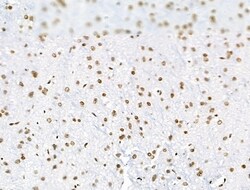 Invitrogen Phospho-SF3B1 (Thr313) Polyclonal Antibody 100 &mu;L; Unconjugated:Antibodies,