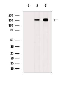 Invitrogen Phospho-SF3B1 (Thr313) Polyclonal Antibody 100 &mu;L; Unconjugated:Antibodies,