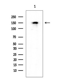 Invitrogen Phospho-SF3B1 (Thr313) Polyclonal Antibody 100 &mu;L; Unconjugated:Antibodies,