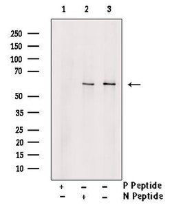 Invitrogen Phospho-SGK3 (Thr320) Polyclonal Antibody 100 &mu;L; Unconjugated:Antibodies,