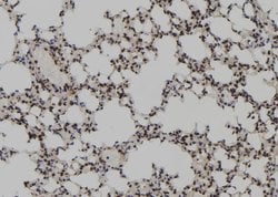 Invitrogen Phospho-SKP2 (Ser64) Polyclonal Antibody 100 &mu;L; Unconjugated:Antibodies,