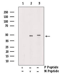 Invitrogen Phospho-SKP2 (Ser64) Polyclonal Antibody 100 &mu;L; Unconjugated:Antibodies,