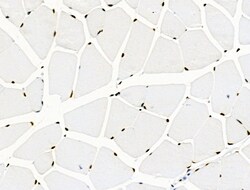 Invitrogen Phospho-SKP2 (Ser64) Polyclonal Antibody 100 &mu;L; Unconjugated:Antibodies,