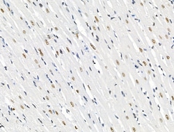 Invitrogen Phospho-SKP2 (Ser64) Polyclonal Antibody 100 &mu;L; Unconjugated:Antibodies,