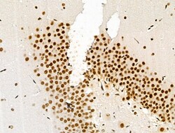 Invitrogen Phospho-SKP2 (Ser64) Polyclonal Antibody 100 &mu;L; Unconjugated:Antibodies,