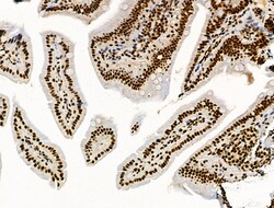 Invitrogen Phospho-SKP2 (Ser64) Polyclonal Antibody 100 &mu;L; Unconjugated:Antibodies,