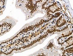 Invitrogen Phospho-SRC3 (Thr24) Polyclonal Antibody 100 &mu;L; Unconjugated:Antibodies,