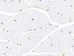 Invitrogen Phospho-SRC3 (Thr24) Polyclonal Antibody 100 &mu;L; Unconjugated:Antibodies,
