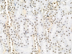 Invitrogen Phospho-SRC3 (Thr24) Polyclonal Antibody 100 &mu;L; Unconjugated:Antibodies,
