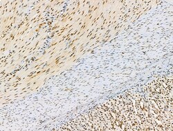 Invitrogen Phospho-SRC3 (Thr24) Polyclonal Antibody 100 &mu;L; Unconjugated:Antibodies,