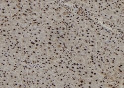 Invitrogen Phospho-SSH3 (Ser37) Polyclonal Antibody 100 &mu;L; Unconjugated:Antibodies,