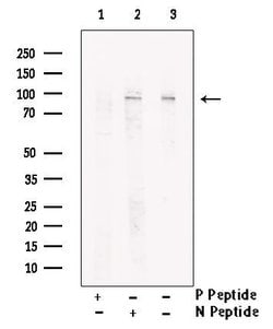Invitrogen Phospho-SSH3 (Ser37) Polyclonal Antibody 100 &mu;L; Unconjugated:Antibodies,