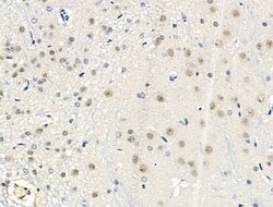 Invitrogen Phospho-SSH3 (Ser37) Polyclonal Antibody 100 &mu;L; Unconjugated:Antibodies,
