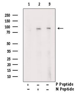 Invitrogen Phospho-Synapsin 1 (Ser605) Polyclonal Antibody 100 &mu;L; Unconjugated:Antibodies,