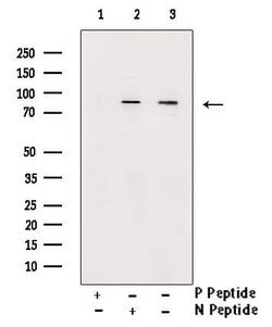 Invitrogen Phospho-TAK1 (Ser439) Polyclonal Antibody 100 &mu;L; Unconjugated:Antibodies,