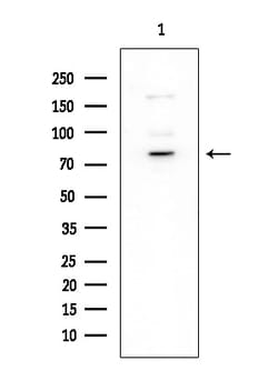 Invitrogen Phospho-Tau (Ser519) Polyclonal Antibody 100 &mu;L; Unconjugated:Antibodies,