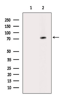 Invitrogen&trade;&nbsp;Phospho-Tau (Ser733) Polyclonal Antibody