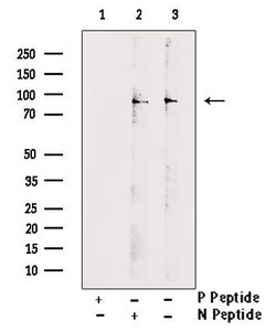 Invitrogen Phospho-TLK1 (Ser743) Polyclonal Antibody 100 &mu;L; Unconjugated:Antibodies,