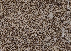 Invitrogen Phospho-TOP2A (Ser1469) Polyclonal Antibody 100 &mu;L; Unconjugated:Antibodies,