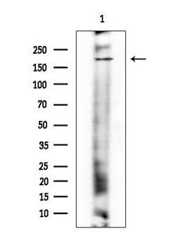Invitrogen Phospho-TOP2A (Ser1469) Polyclonal Antibody 100 &mu;L; Unconjugated:Antibodies,