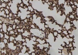 Invitrogen Phospho-Vimentin (Ser83) Polyclonal Antibody 100 &mu;L; Unconjugated:Antibodies,