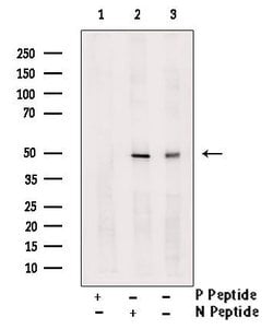 Invitrogen Phospho-WIPI2 (Ser413) Polyclonal Antibody 100 &mu;L; Unconjugated:Antibodies,