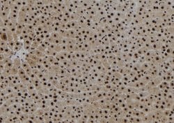 Invitrogen Phospho-KLF4 (Ser254) Polyclonal Antibody 100 &mu;L; Unconjugated:Antibodies,