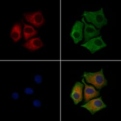 Invitrogen Phospho-Calnexin (Ser564) Polyclonal Antibody 100 &mu;L | Buy Online | Invitrogen&trade; | Fisher Scientific