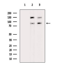 Invitrogen Phospho-Calnexin (Ser564) Polyclonal Antibody 100 &mu;L | Buy Online | Invitrogen&trade; | Fisher Scientific