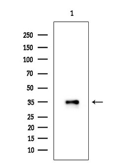 Invitrogen Phospho-CDK6 (Tyr24) Polyclonal Antibody 100 &mu;L; Unconjugated:Antibodies,