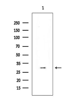 Invitrogen Phospho-CDK6 (Tyr24) Polyclonal Antibody 100 &mu;L; Unconjugated:Antibodies,