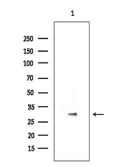 Invitrogen Phospho-CDK6 (Tyr24) Polyclonal Antibody 100 &mu;L; Unconjugated:Antibodies,