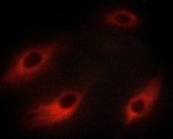 Invitrogen Phospho-HSP20 (Ser16) Polyclonal Antibody 100 &mu;L; Unconjugated:Antibodies,