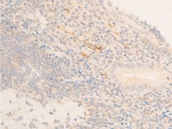 Invitrogen Phospho-HSP20 (Ser16) Polyclonal Antibody 100 &mu;L; Unconjugated:Antibodies,