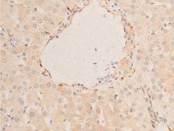 Invitrogen Phospho-HSP20 (Ser16) Polyclonal Antibody 100 &mu;L; Unconjugated:Antibodies,