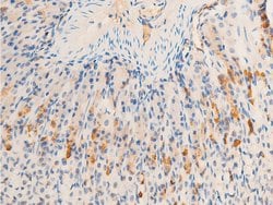 Invitrogen Phospho-HSP20 (Ser16) Polyclonal Antibody 100 &mu;L; Unconjugated:Antibodies,