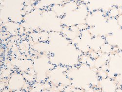 Invitrogen Phospho-HSP20 (Ser16) Polyclonal Antibody 100 &mu;L; Unconjugated:Antibodies,