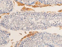 Invitrogen Phospho-HSP20 (Ser16) Polyclonal Antibody 100 &mu;L; Unconjugated:Antibodies,