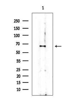 Invitrogen Phospho-Chk1 (Ser286) Polyclonal Antibody 100 &mu;L; Unconjugated:Antibodies,