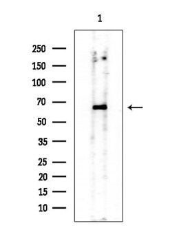 Invitrogen Phospho-Chk1 (Ser286) Polyclonal Antibody 100 &mu;L; Unconjugated:Antibodies,