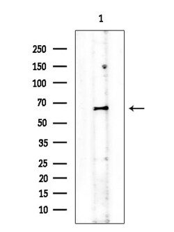 Invitrogen Phospho-Chk1 (Ser286) Polyclonal Antibody 100 &mu;L; Unconjugated:Antibodies,