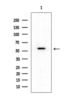 Invitrogen Phospho-Chk1 (Ser286) Polyclonal Antibody 100 &mu;L; Unconjugated:Antibodies,