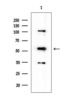 Invitrogen Phospho-Chk1 (Ser286) Polyclonal Antibody 100 &mu;L; Unconjugated:Antibodies,