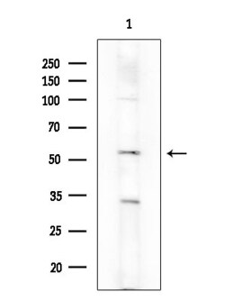 Invitrogen Phospho-Chk1 (Ser286) Polyclonal Antibody 100 &mu;L; Unconjugated:Antibodies,