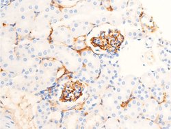 Invitrogen Phospho-Chk1 (Ser286) Polyclonal Antibody 100 &mu;L; Unconjugated:Antibodies,